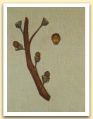 24-El arbolito, acrilici, pigmenti su tela, 70x50 cm. 2003.jpg